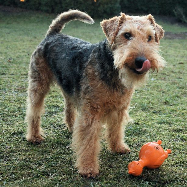 Welsh Terrier