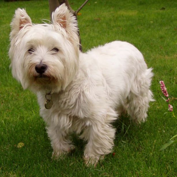 West Highland White Terrier