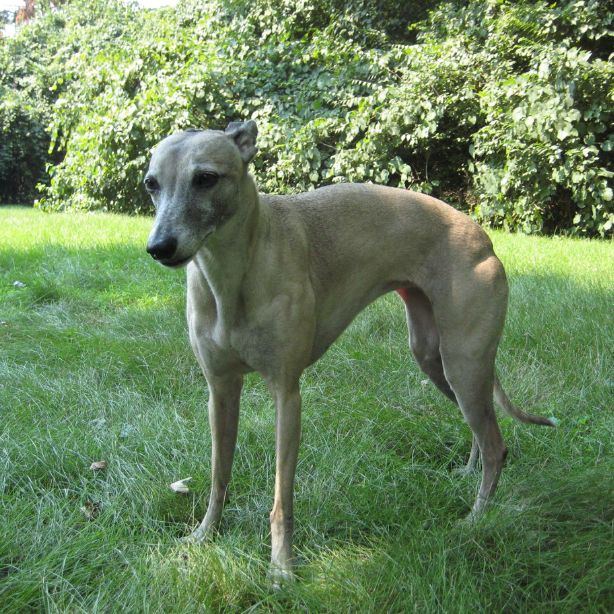 Whippet