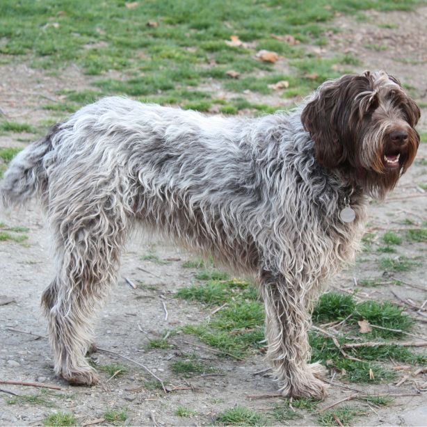 Wirehaired Pointing Griffon