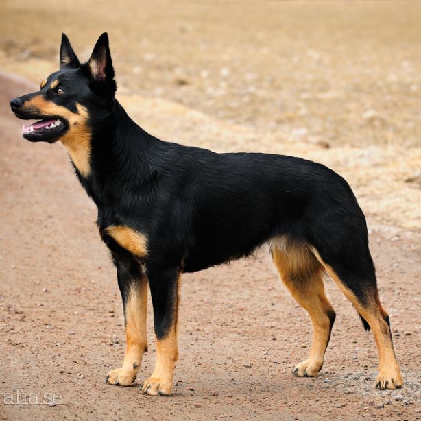 Working Kelpie