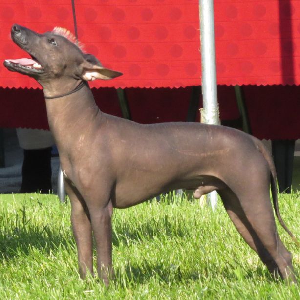 Xoloitzcuintli