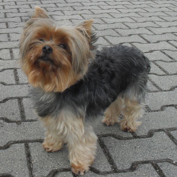 Yorkshire Terrier